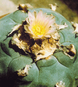 z vrcholu kaktusu Lophophora sa získava meskalín