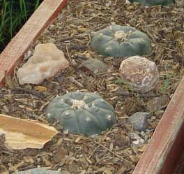 kaktus peyote - Lophophora